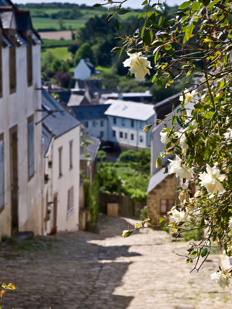 Rose - Pont-Croix - Finistere / Bretagne