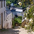 Rose - Pont-Croix - Finistere / Bretagne