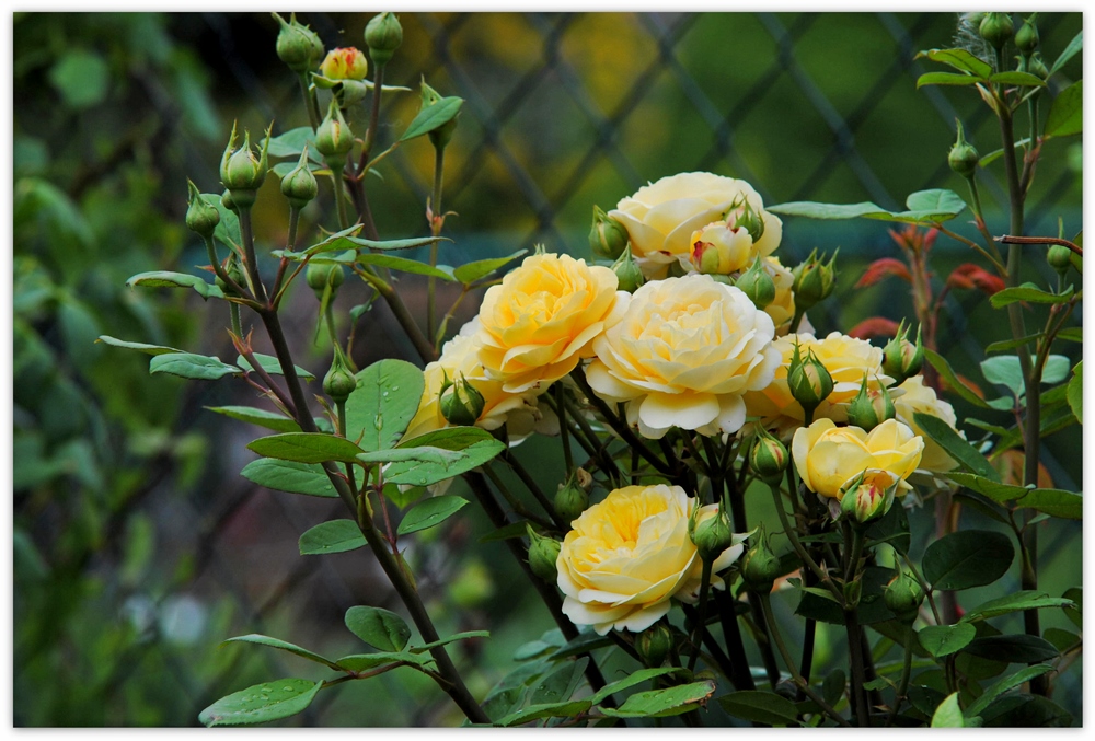 Rose Präsident A.Zinsch