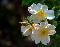 Rose Pretty Snow