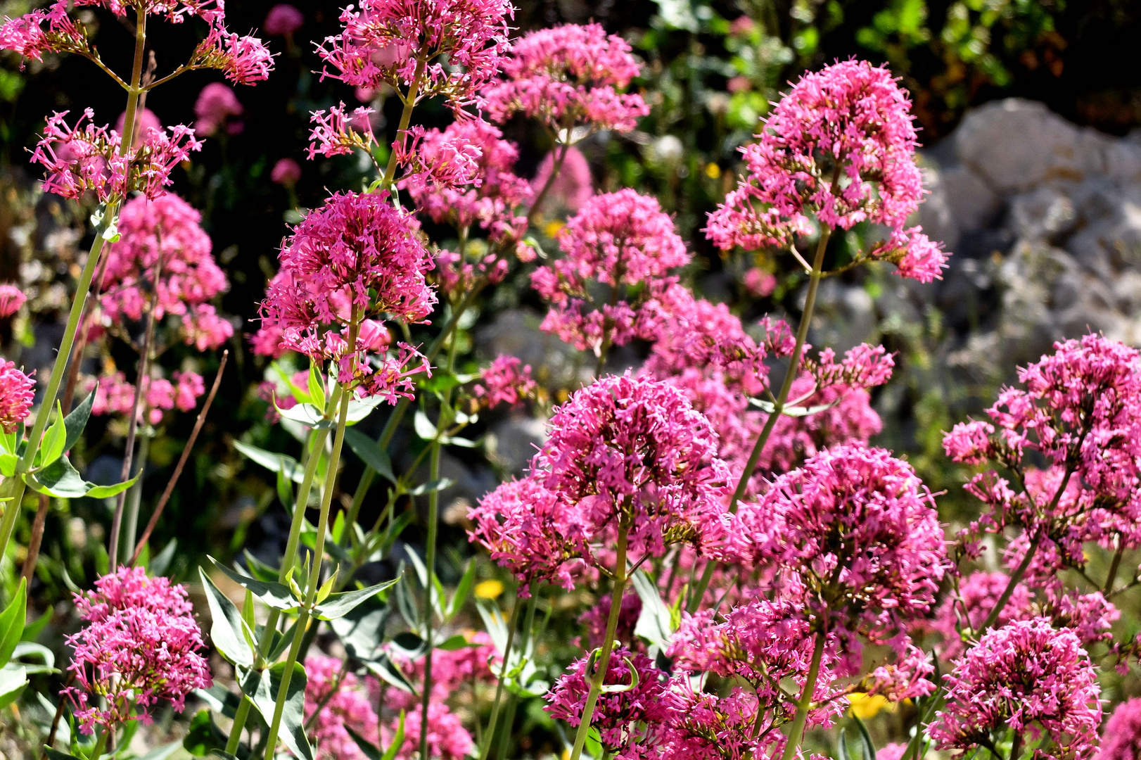 RosePrintemps photo et image fleurs, provence, nature Images