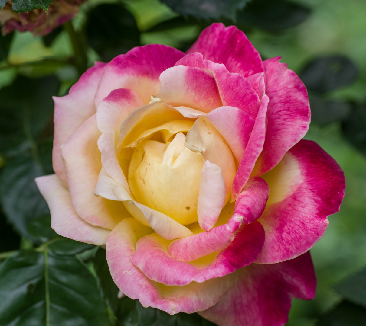 rose "pullman orient express"