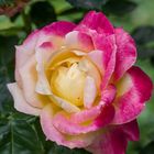 rose "pullman orient express"