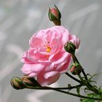 Rose "Queen Elisabeth"