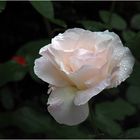 Rose „Queen Elisabeth“ blanche
