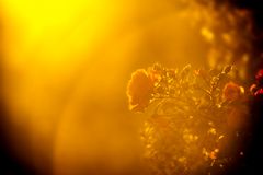 Rose Räkelt sich in der Abendsonne...