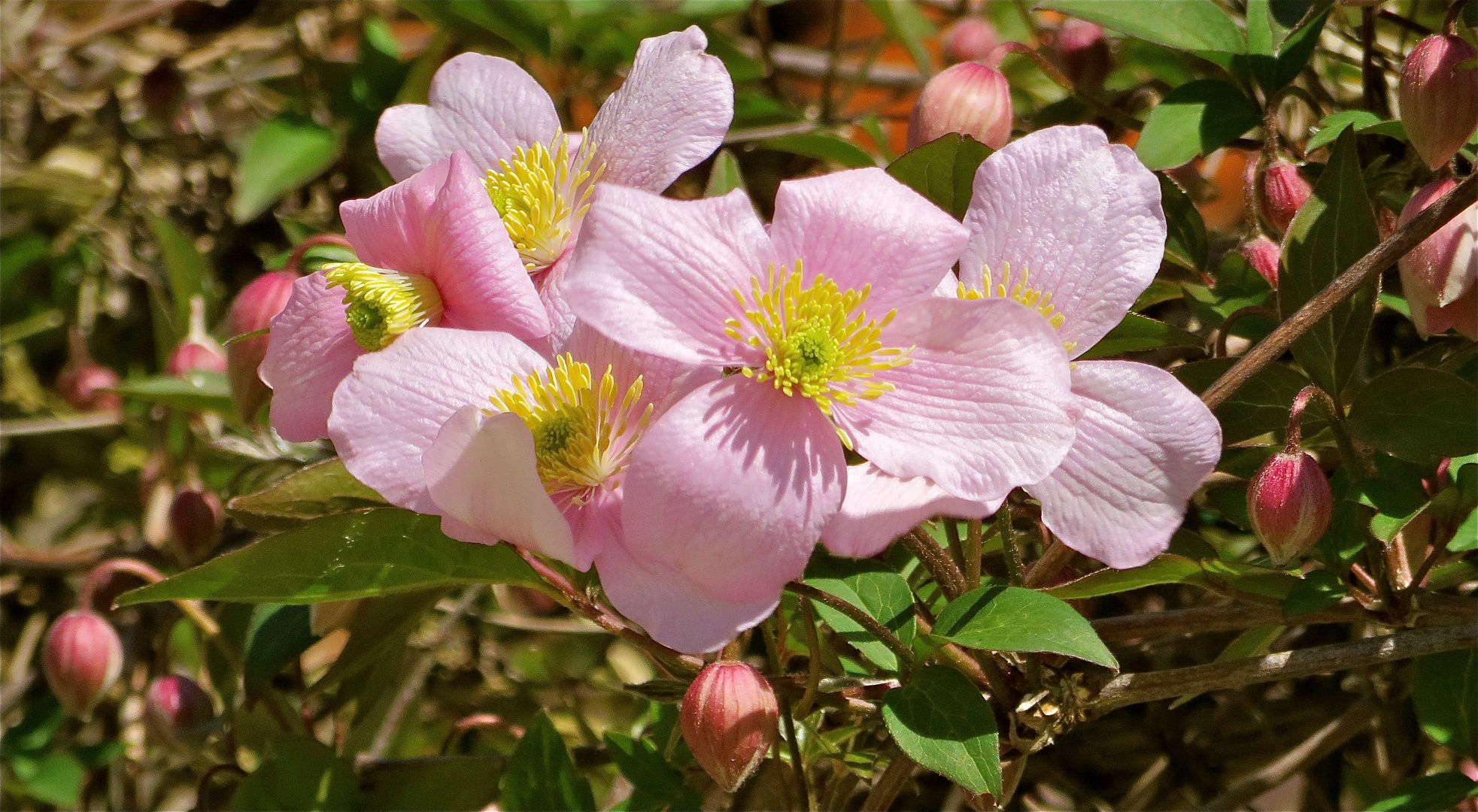 ... rosé Ranken !!!...