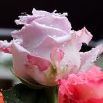 Rose -Regen, lila-