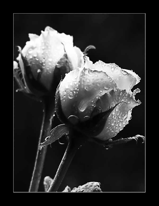 Rose ( reloaded )