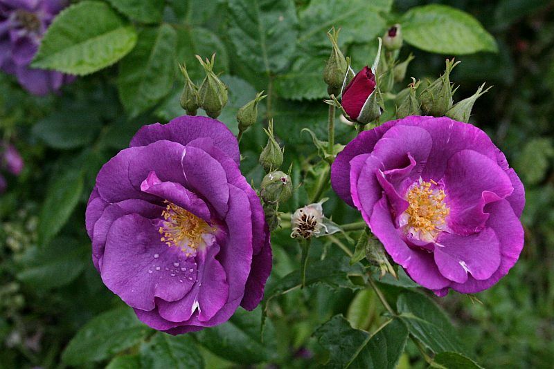 Rose Rhapsody in Blue