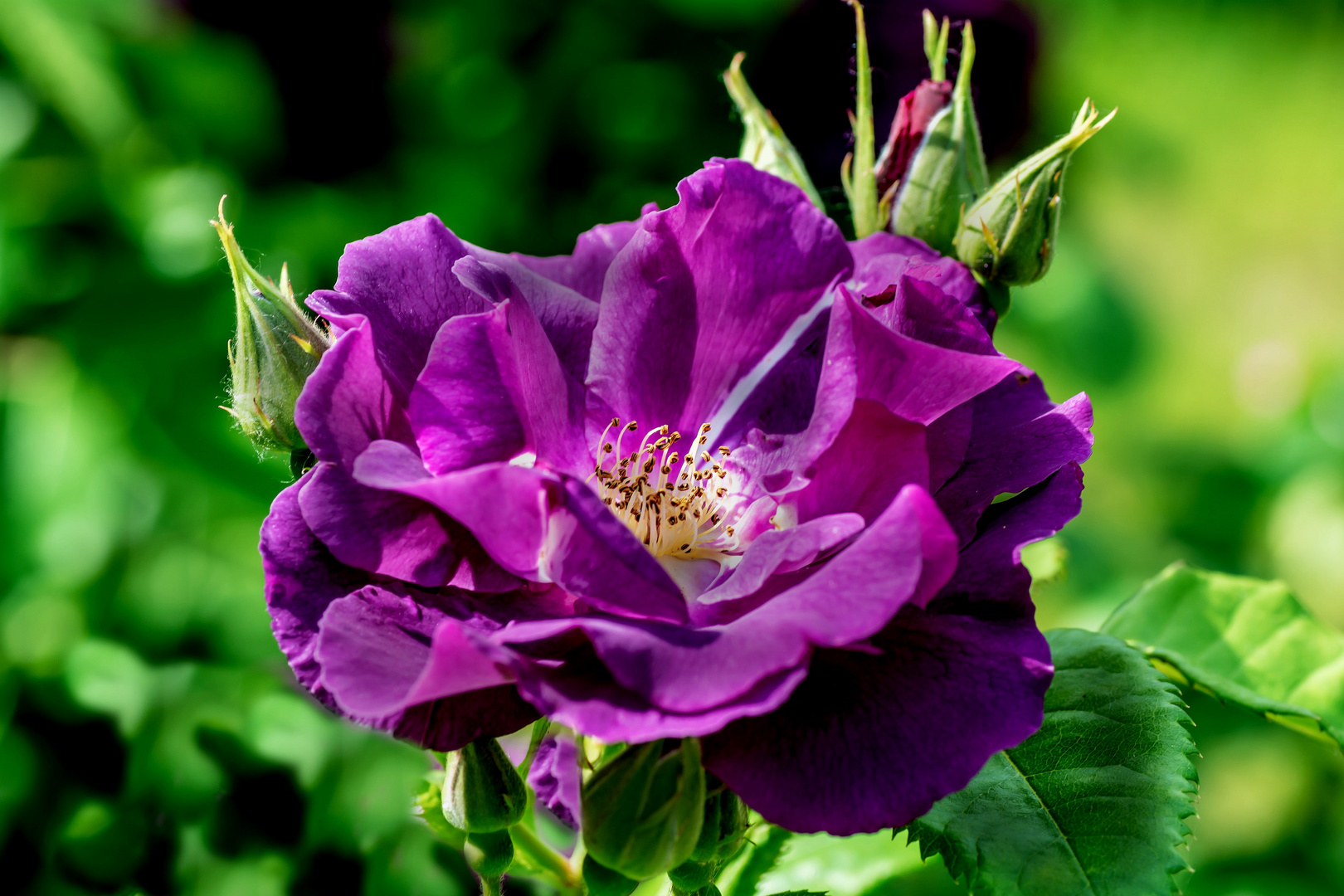 Rose Rhapsody in Blue