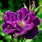 Rose Rhapsody in Blue