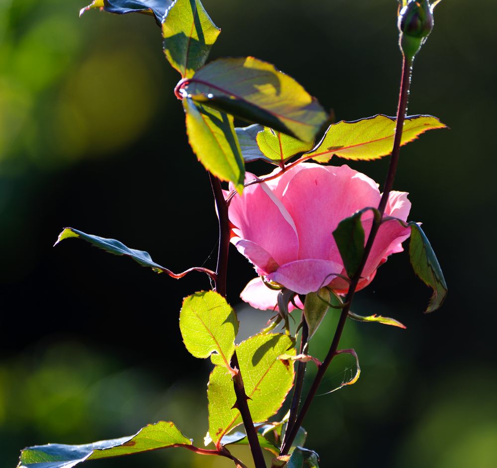Rose - rosa