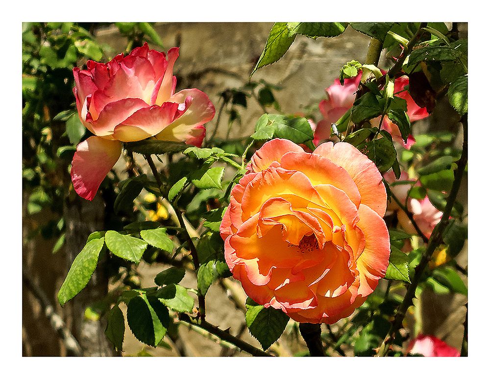 Rose / Rosa