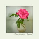 Rose "Rosarium Uetersen",,,,