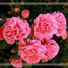 Rose -Rosarium Uetersen-