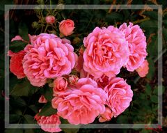 Rose -Rosarium Uetersen-