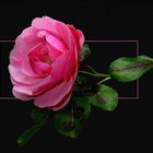 Rose rosé