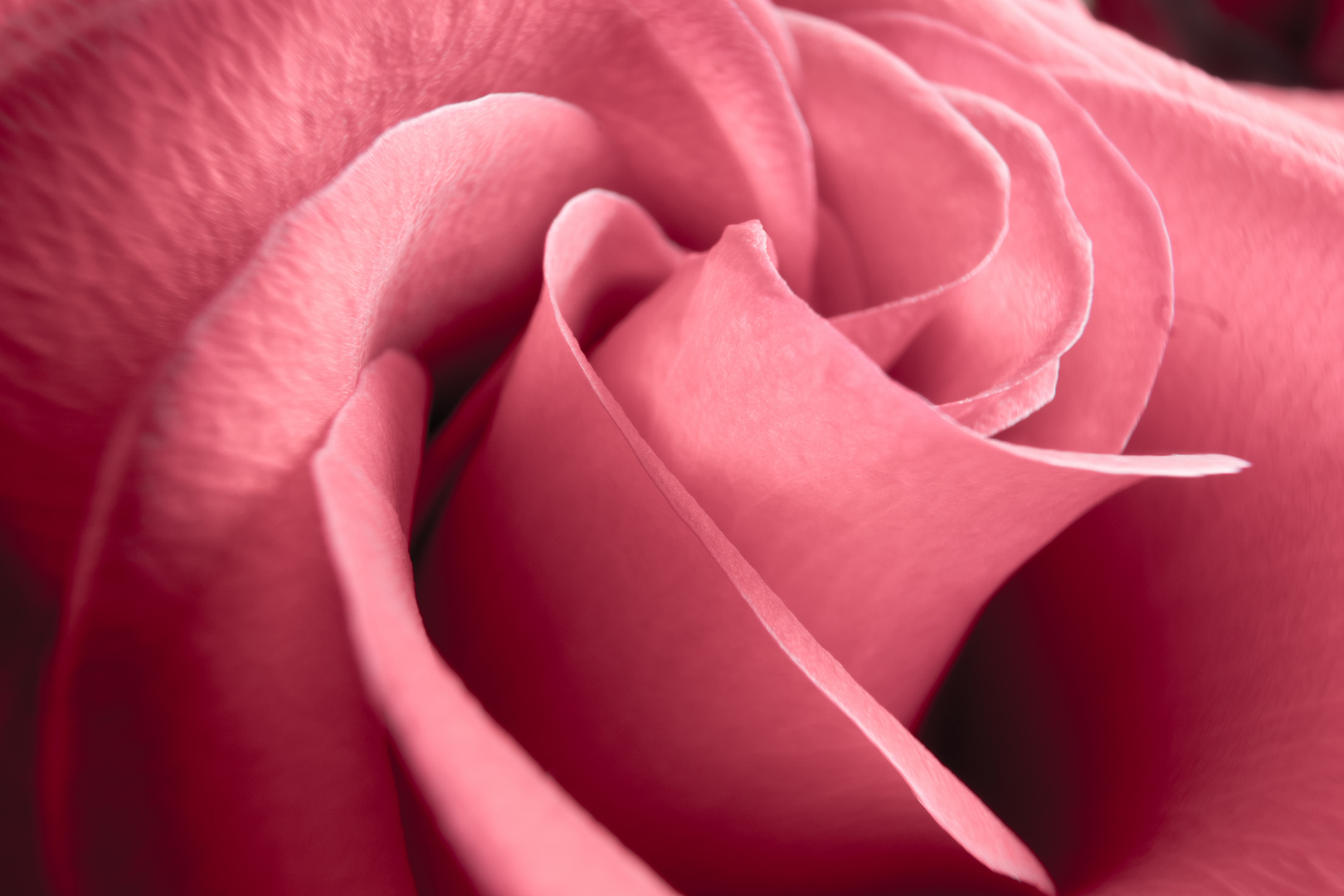 Rose rose´