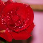 Rosé Rose