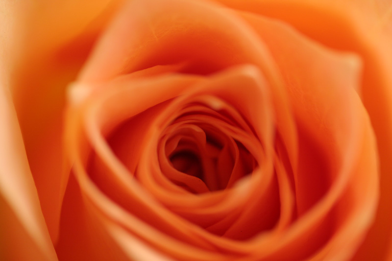 Rosé Rose