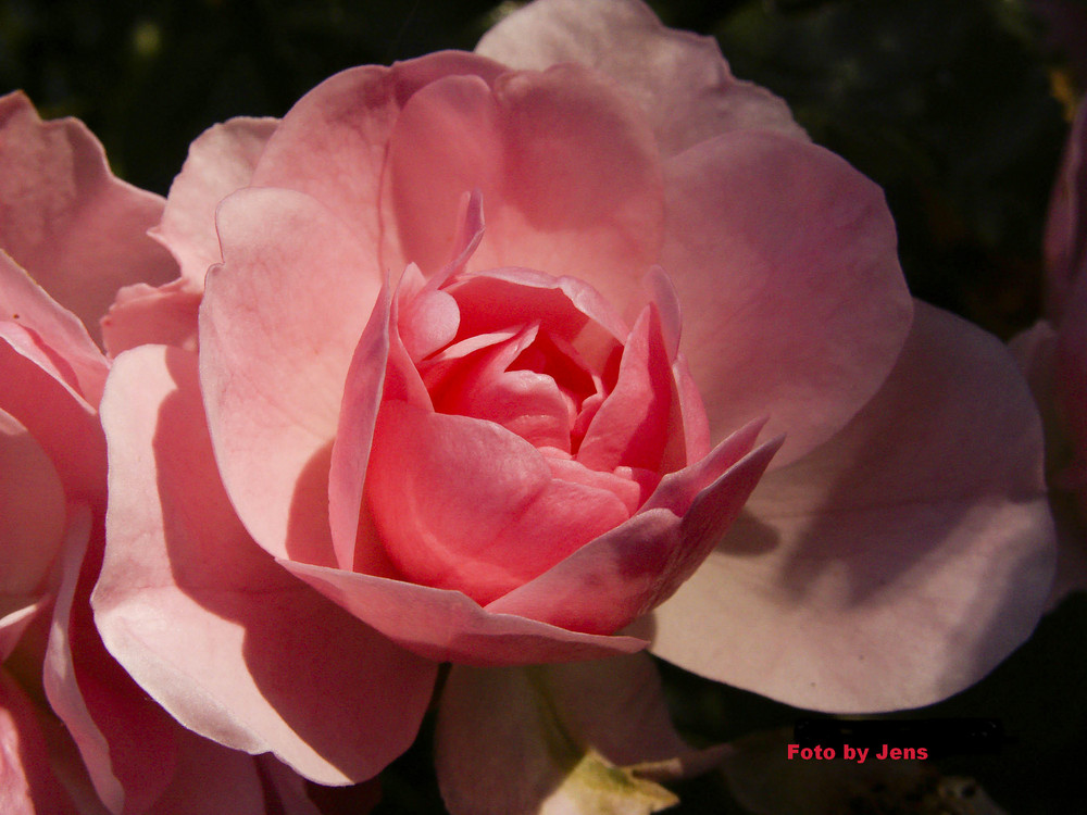 rose` Rose