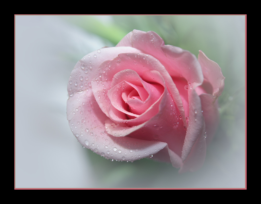 rosé Rose