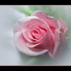 rosé Rose