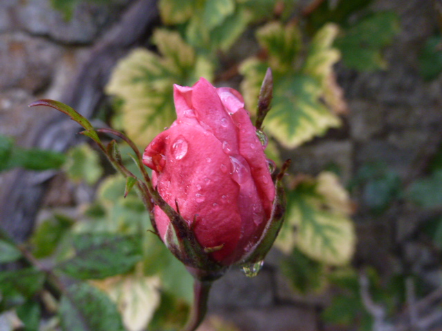 Rose rose sous la bruine