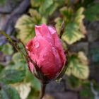 Rose rose sous la bruine