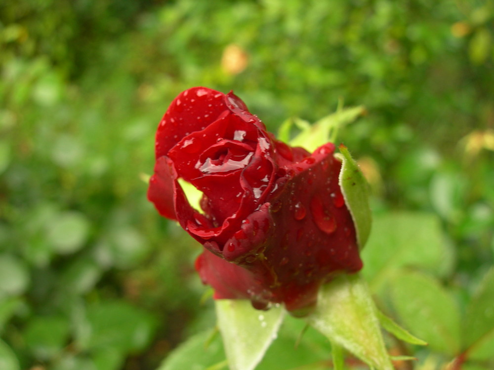 Rose & Rosée