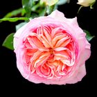 Rose rosenschön