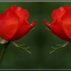 Rose rosse