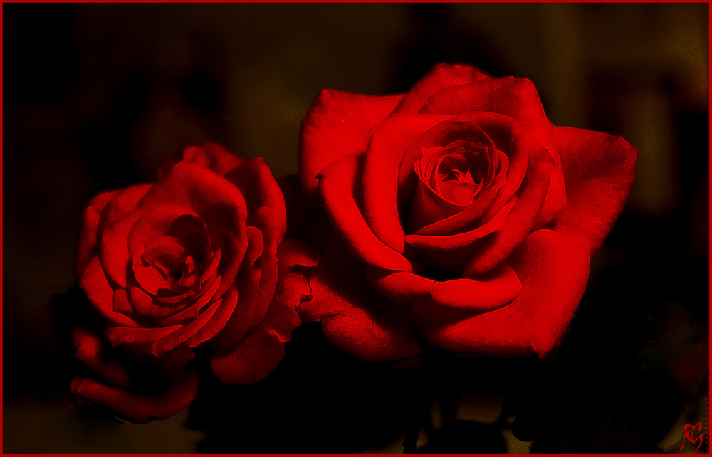 Rose rosse