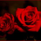 Rose rosse