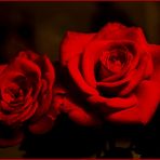 Rose rosse