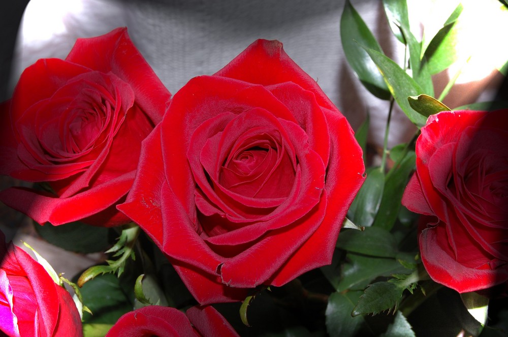 Rose rosse