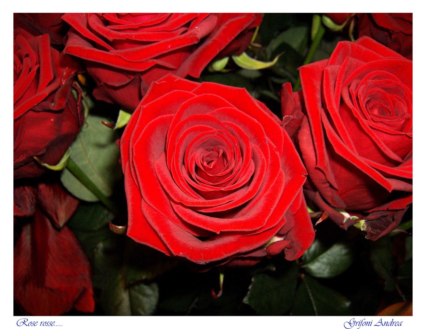 Rose rosse