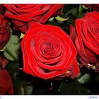 Rose rosse