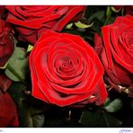 Rose rosse