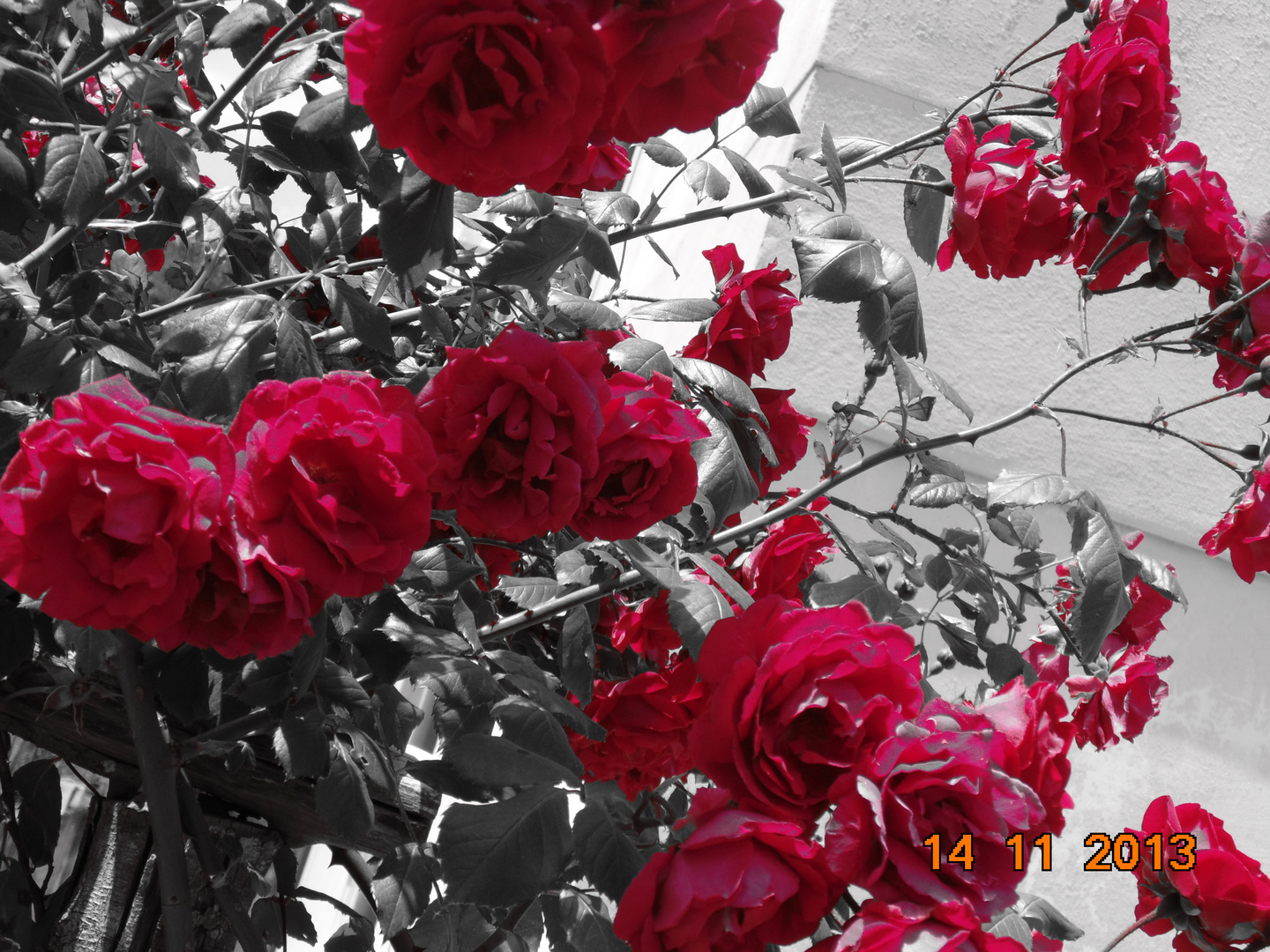 Rose Rosse