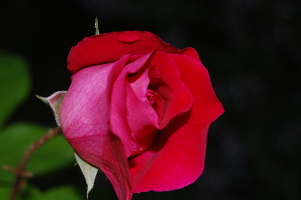 rose rosse per te