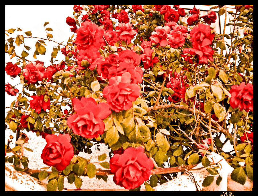 Rose rosse per te..........