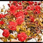 Rose rosse per te..........