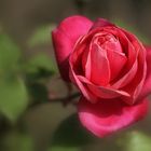Rose rosse per...te....