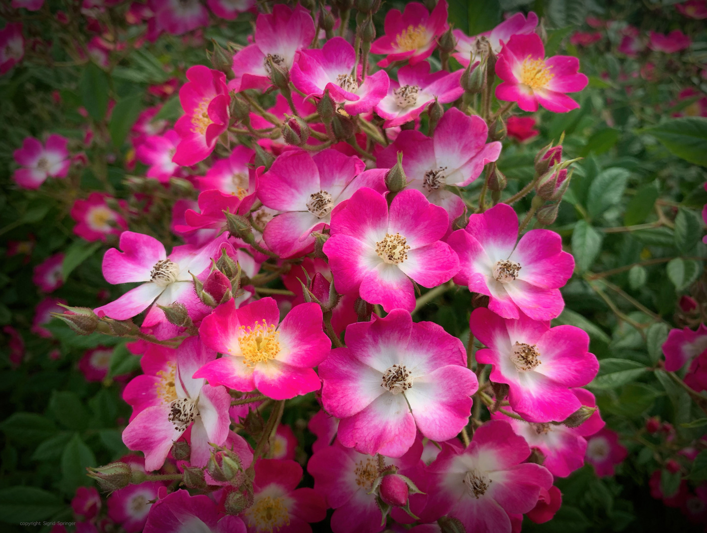 rose rosy carpet