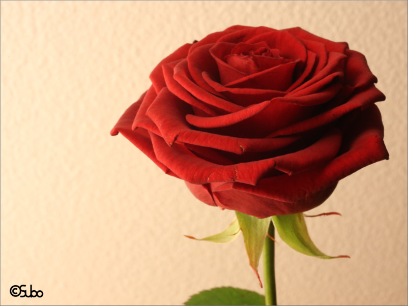 Rose Rot :)
