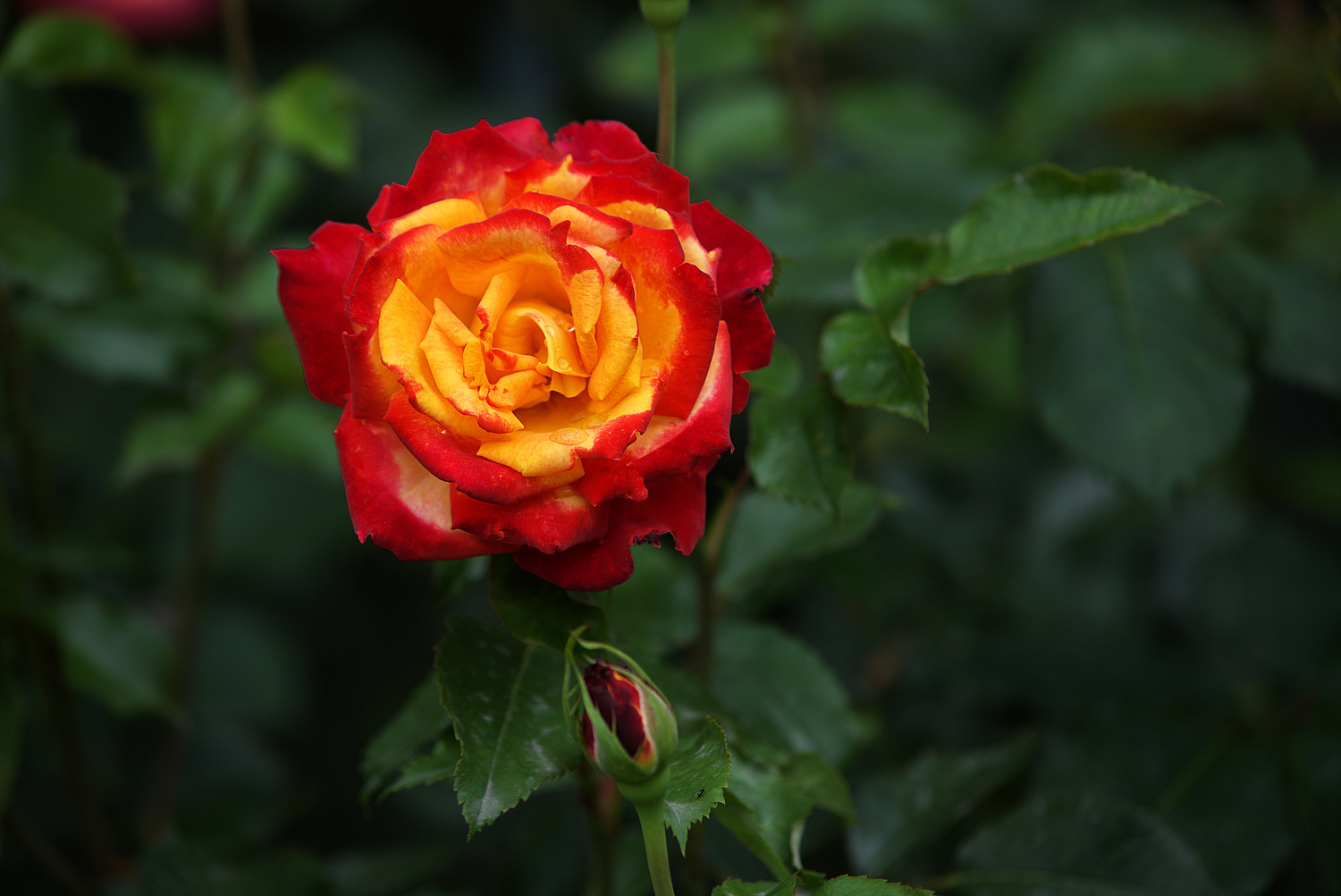 Rose Rot-Gelb