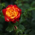 Rose Rot-Gelb