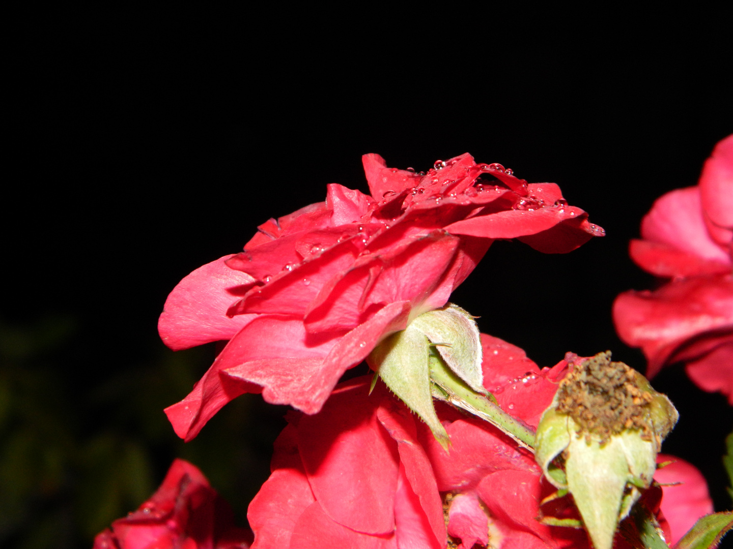 Rose Rot mit Wassertropfen